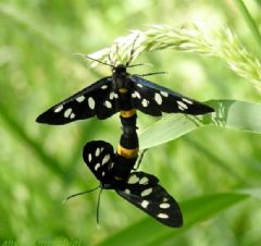 Erebidae Arctiinae